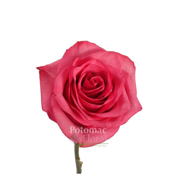 Lola Rose, Vibrant Hot Pink, Large Heads, 40 cm - Potomac Floral